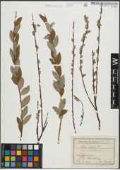 Foto von Salix repens subsp. incubacea (L.) A. Neumann